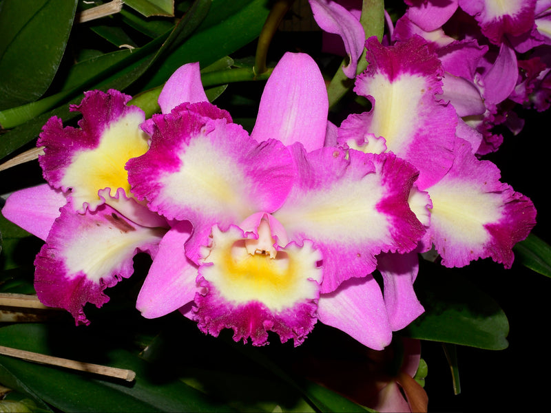 Rhyncholaeliocattleya Nelson Ramon