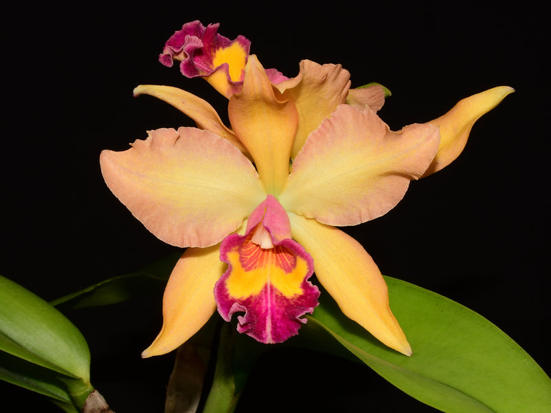 Rhyncholaeliocattleya Nikole Portilla