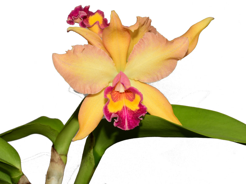 Rhyncholaeliocattleya Nikole Portilla
