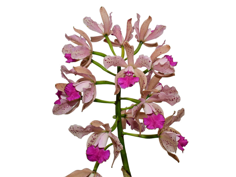 Rhyncholaeliocattleya Odom's Amethyst Leopard