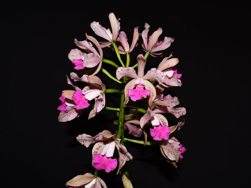 Rhyncholaeliocattleya Odom's Amethyst Leopard