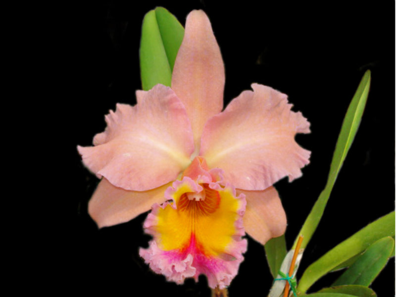 Rhyncholaeliocattleya Pakarina