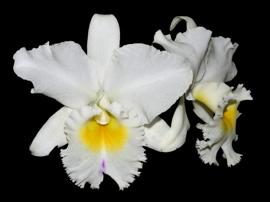 Rhyncholaeliocattleya Pastoral Inocence