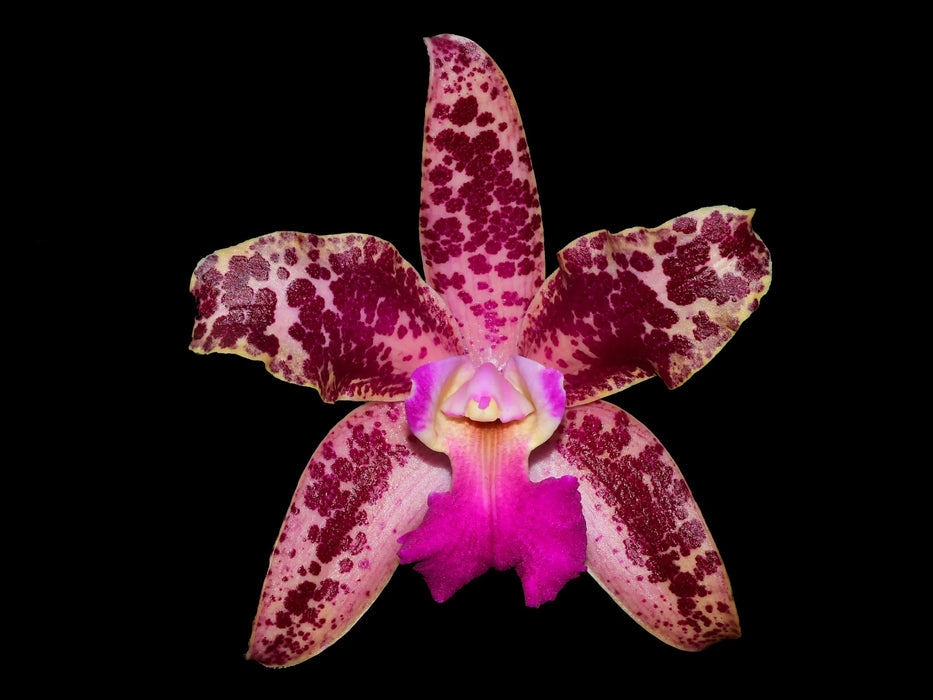 Rhyncholaeliocattleya Pauwela Charm