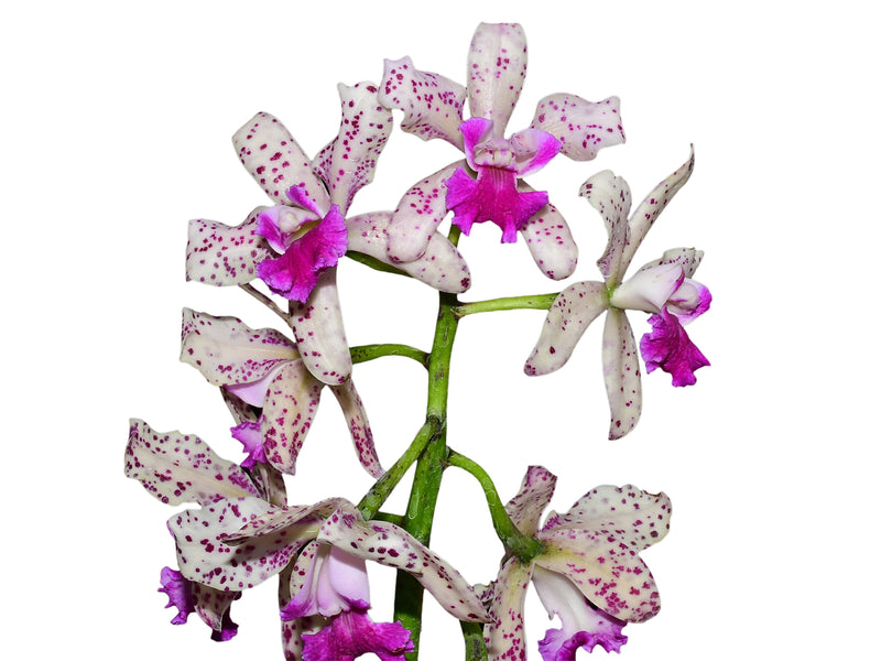 Rhyncholaeliocattleya Pauwela Charm