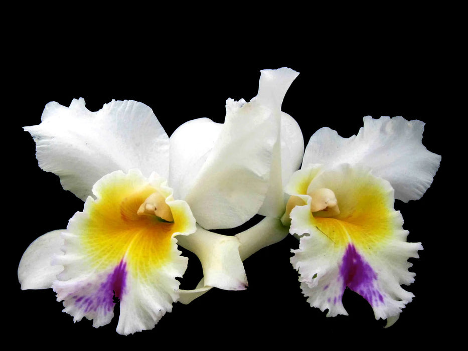 Rhyncholaeliocattleya Pietro Tosi