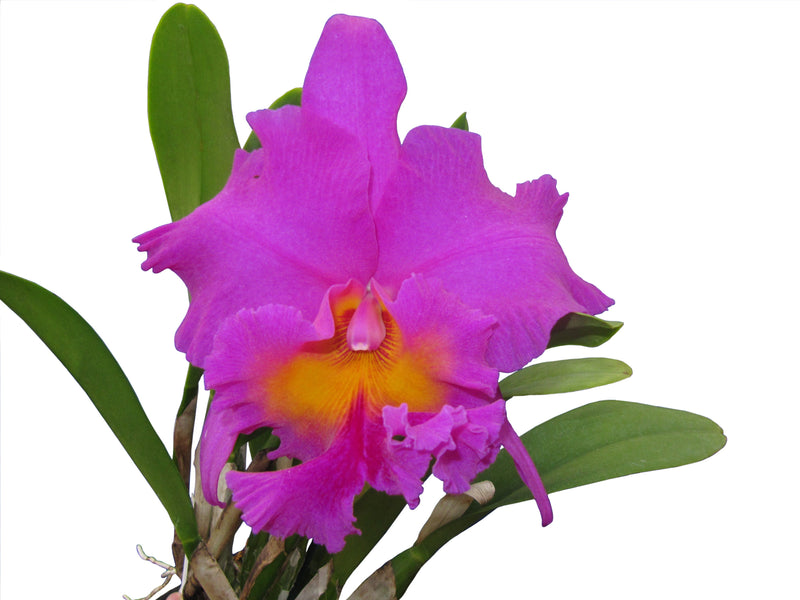 Rhyncholaeliocattleya Pink Empress