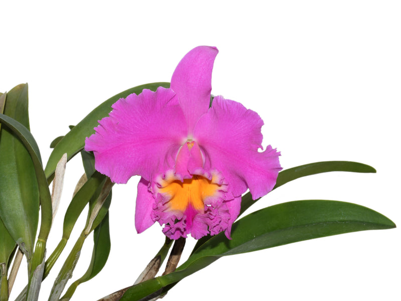 Rhyncholaeliocattleya Pink Empress