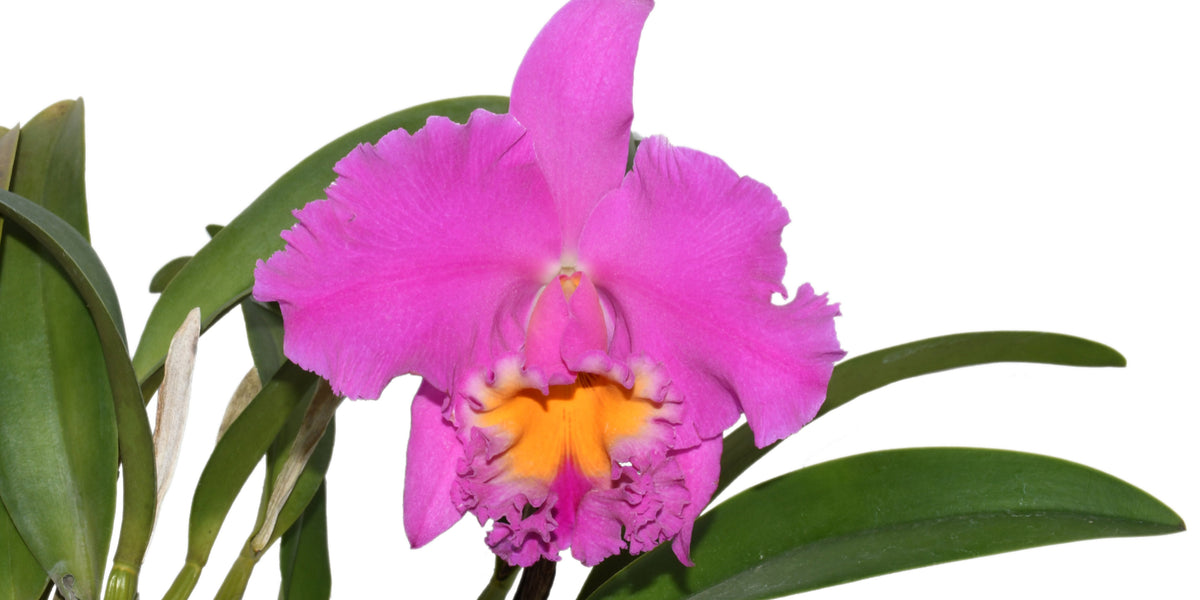 Rhyncholaeliocattleya_Pink_Emp