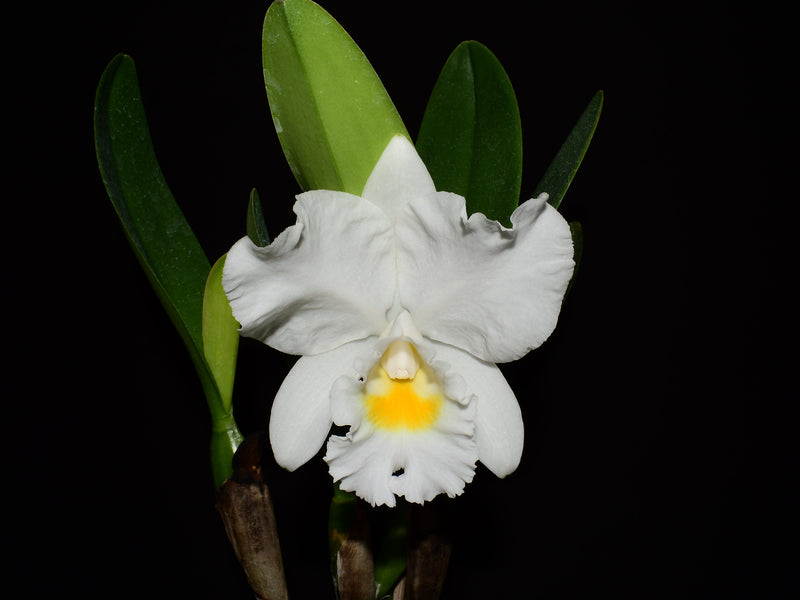 Rhyncholaeliocattleya Pink Sky