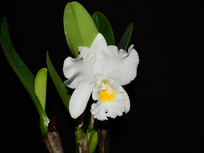Rhyncholaeliocattleya Pink Sky