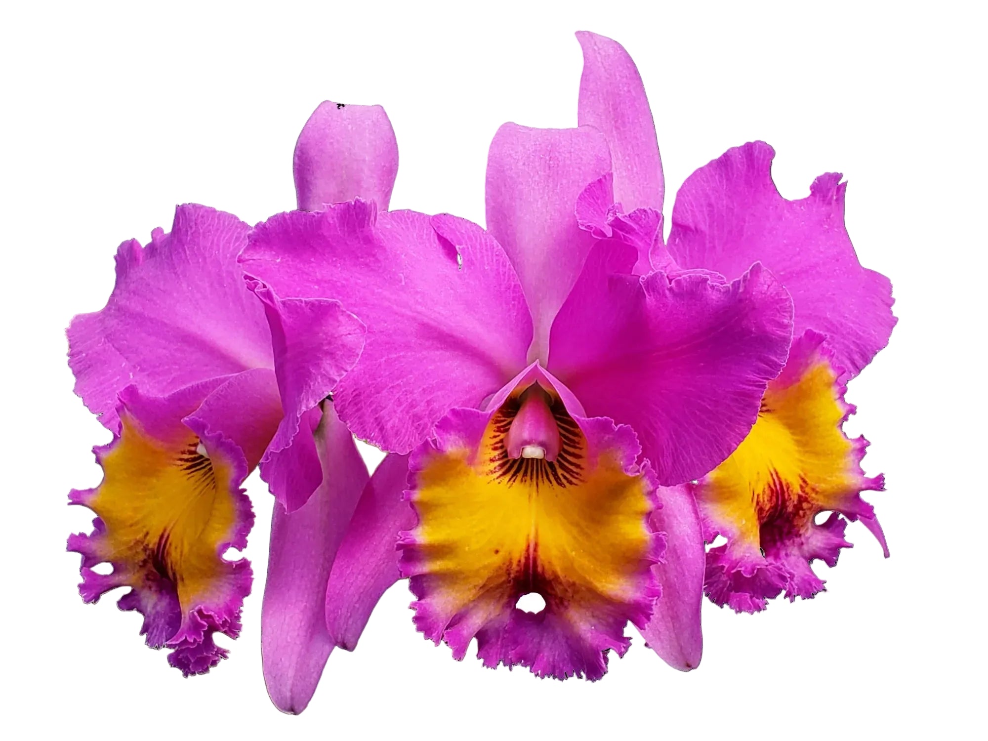 Rhyncholaeliocattleya Portoviejo