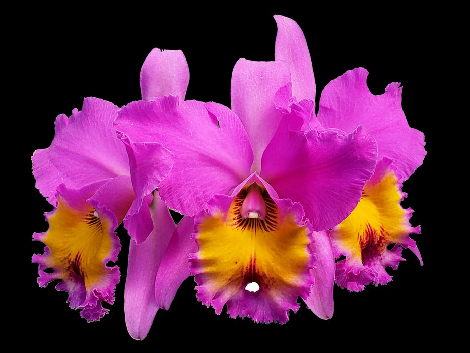 Rhyncholaeliocattleya Portoviejo