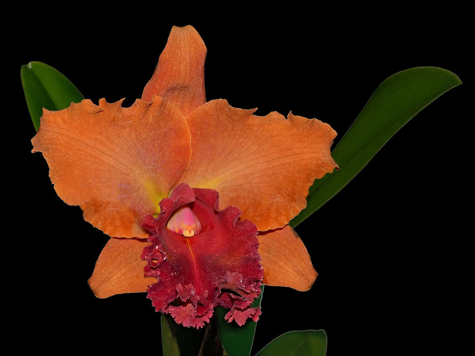 Rhyncholaeliocattleya Primera Dama