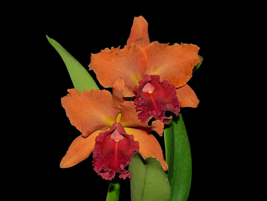 Rhyncholaeliocattleya Primera Dama