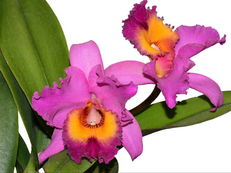 Rhyncholaeliocattleya Pumapungo