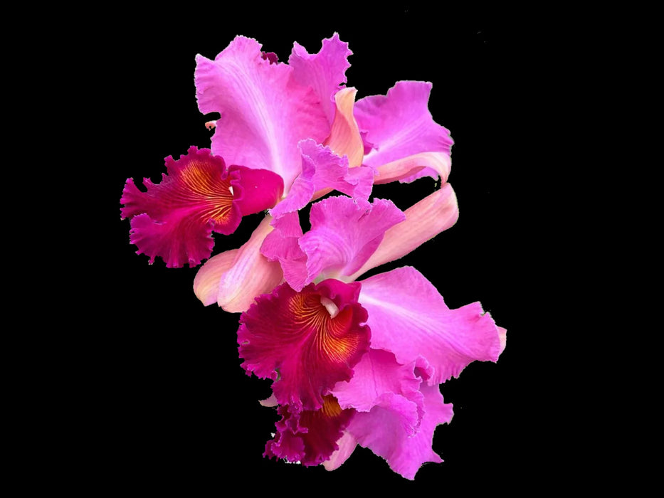 Rhyncholaeliocattleya Qinti