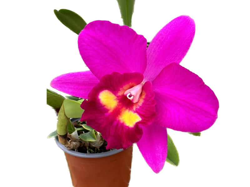 Rhyncholaeliocattleya Ramonita Vargas