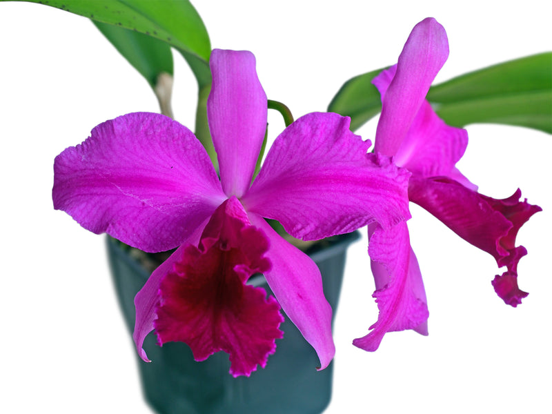 Rhyncholaeliocattleya Ramonita Vargas
