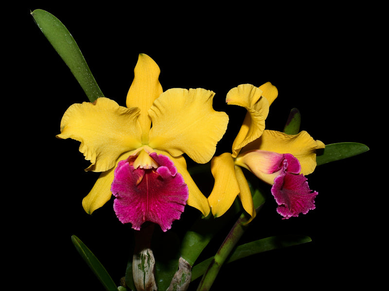 Rhyncholaeliocattleya Richard Ribaut