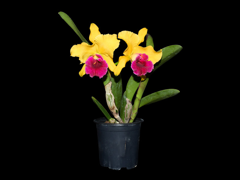 Rhyncholaeliocattleya Richard Ribaut