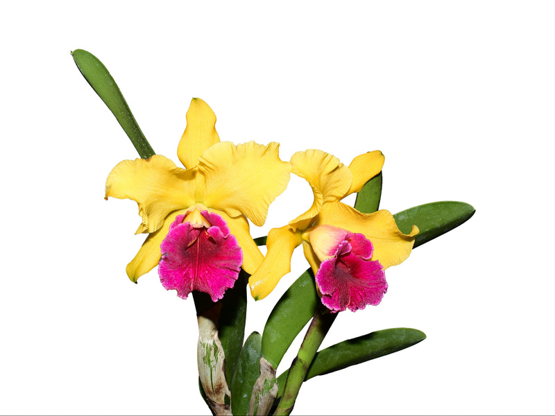 Rhyncholaeliocattleya Richard Ribaut