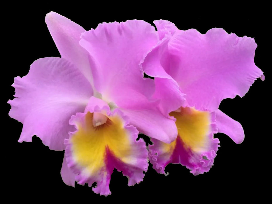 Rhyncholaeliocattleya San Cristobal