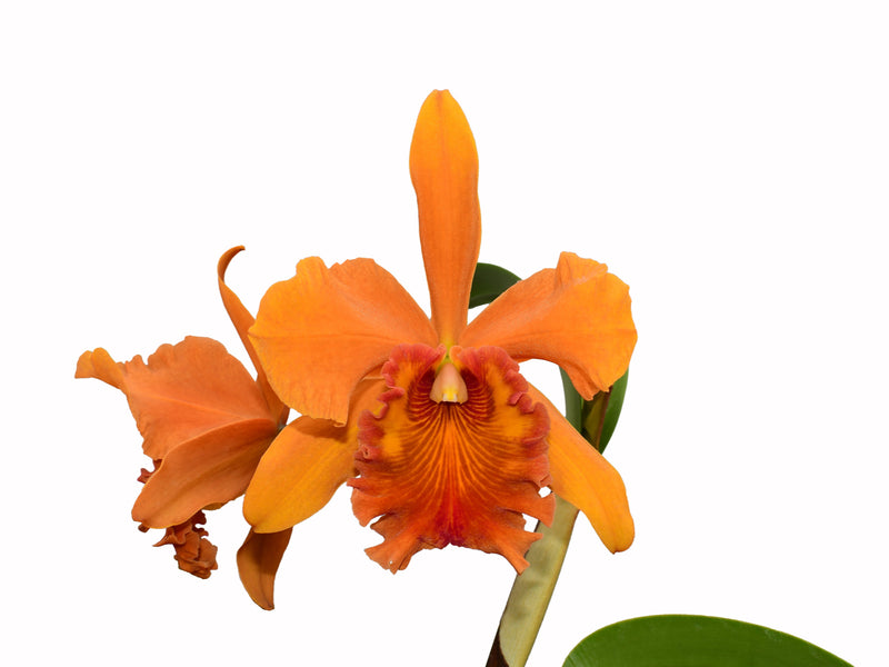 Rhyncholaeliocattleya Sandra Cordero