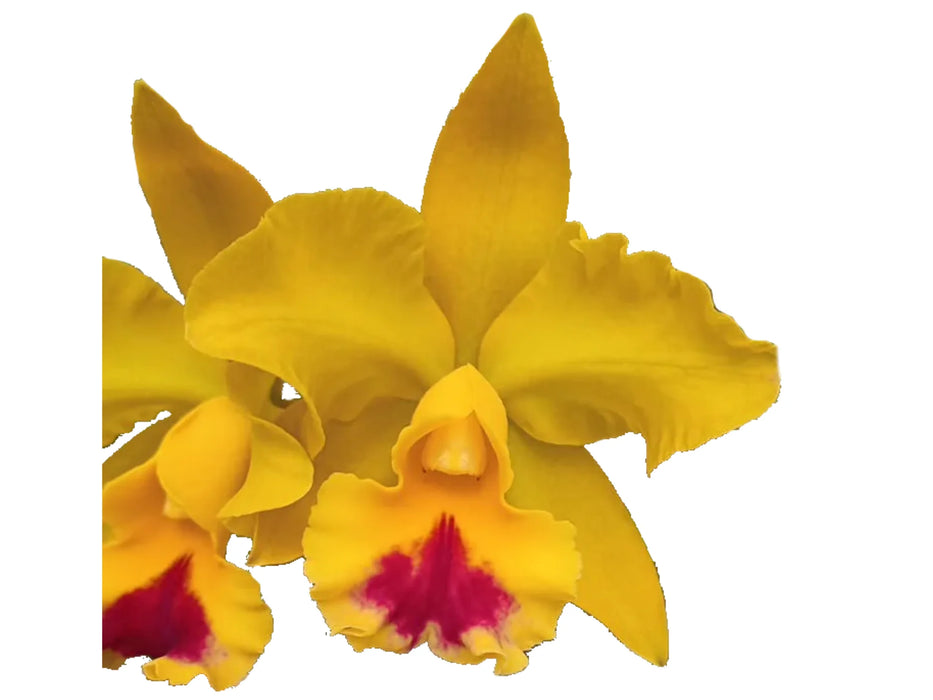 Rhyncholaeliocattleya Sheila Riggs