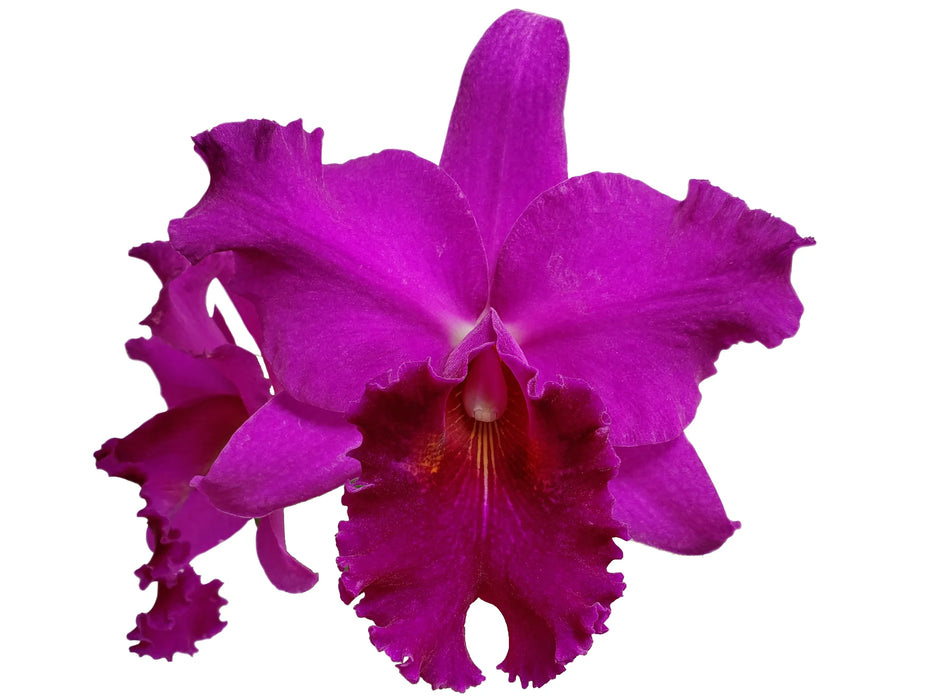 Rhyncholaeliocattleya Shunguito