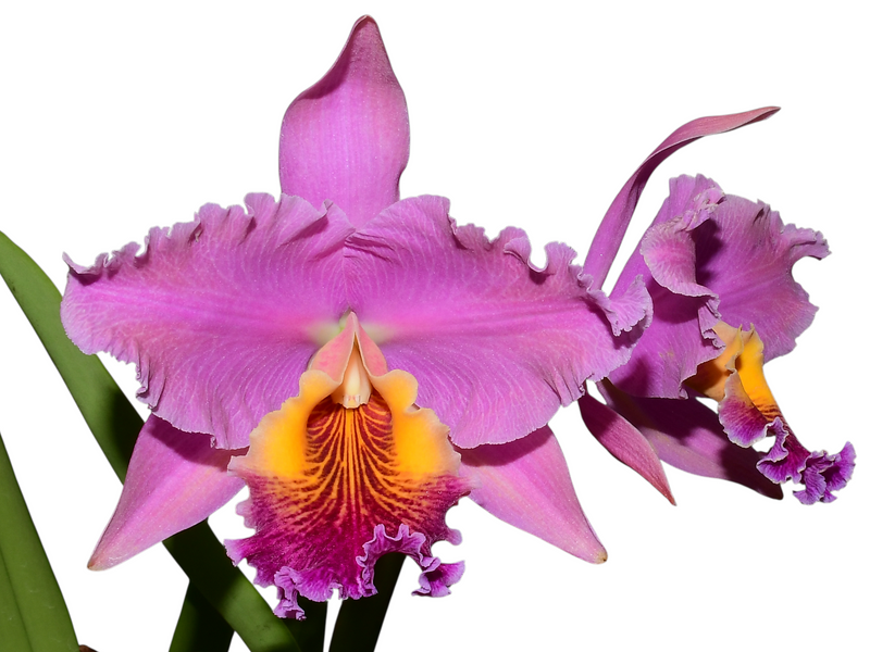 Rhyncholaeliocattleya Shunguito 'Shin Shiu'