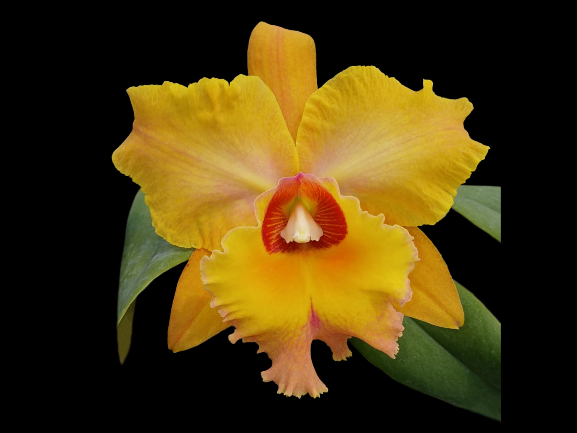 Rhyncholaeliocattleya Suzuki's Matrix – Fragrant Warm Cattleya