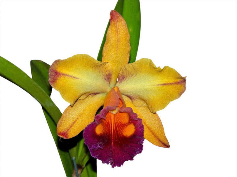 Rhyncholaeliocattleya Tainan Gold 'Orchis'