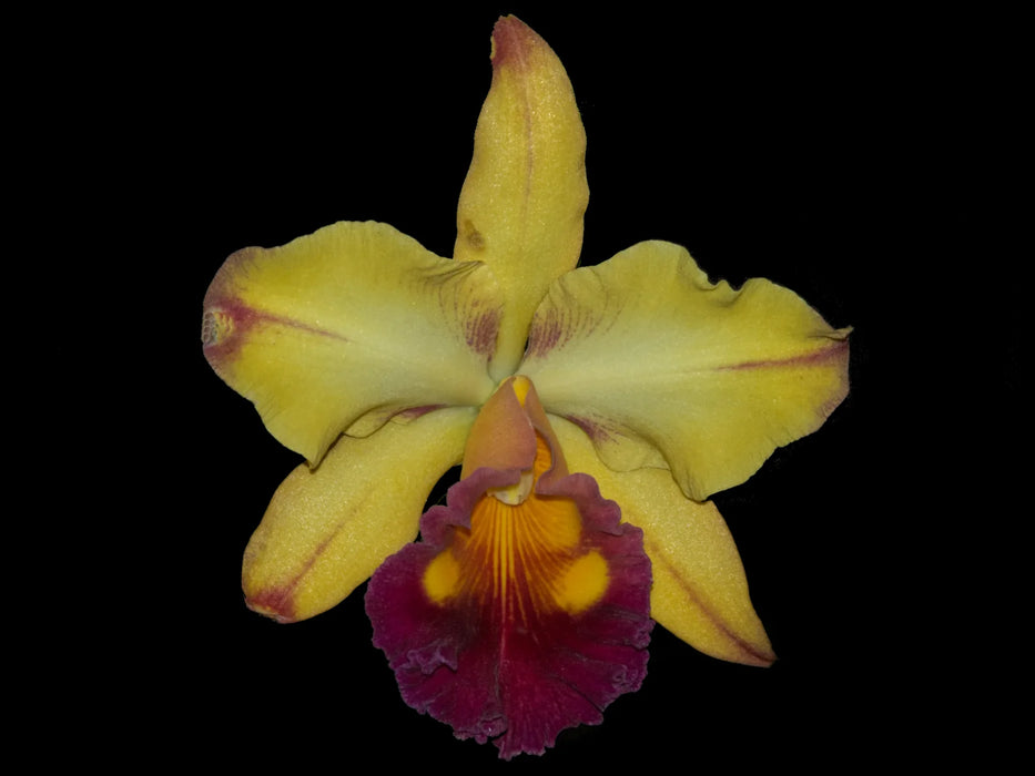 Rhyncholaeliocattleya Tainan Gold 'Orchis'