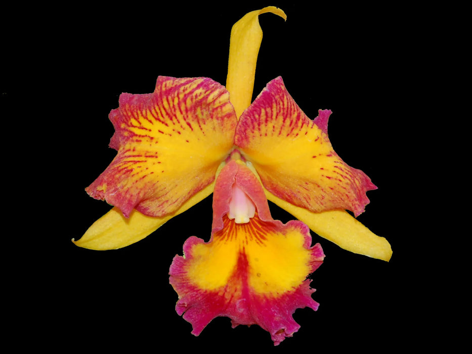 Rhyncholaeliocattleya Taiwan Queen "Carmela"