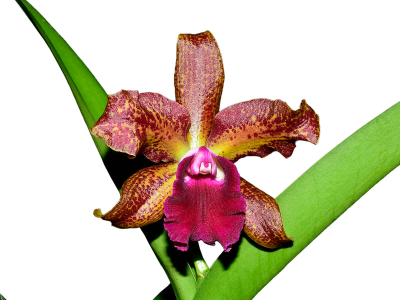 Rhyncholaeliocattleya Talan Lambert