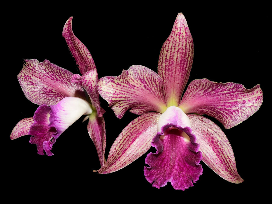 Rhyncholaeliocattleya Talan Lambert