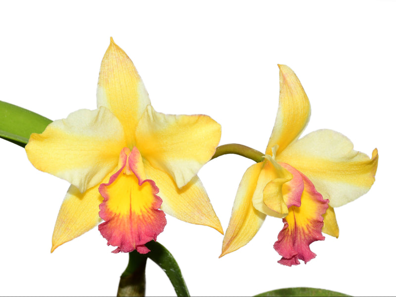 Rhyncholaeliocattleya Uzhupud Garden