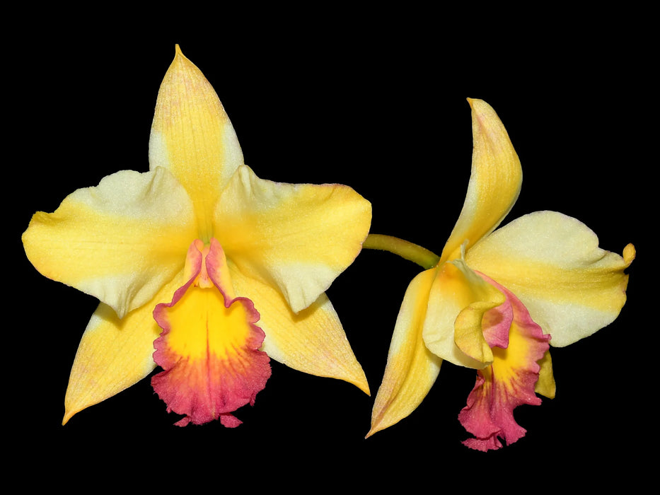 Rhyncholaeliocattleya Uzhupud Garden