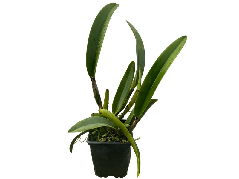 Rhyncholaeliocattleya Uzhupud Paradise