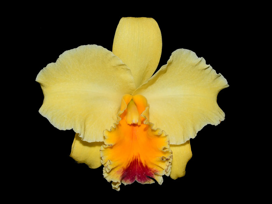 Rhyncholaeliocattleya Vida Andina