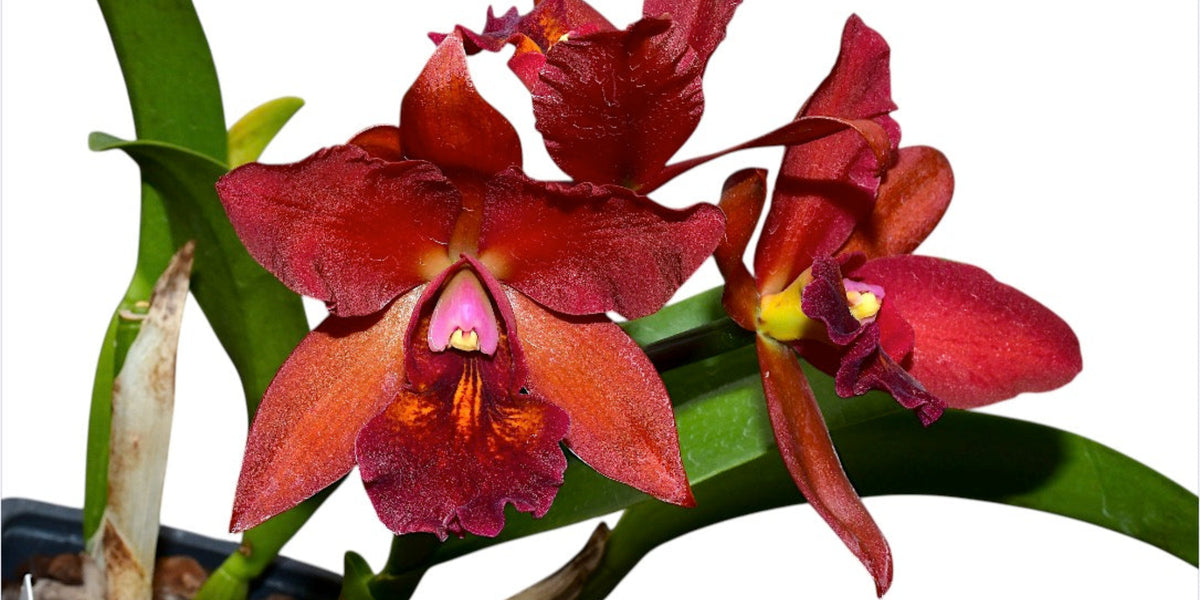 Rhyncattleanthe Fabricio Suarez — Ecuagenera Orquídeas del Ecuador
