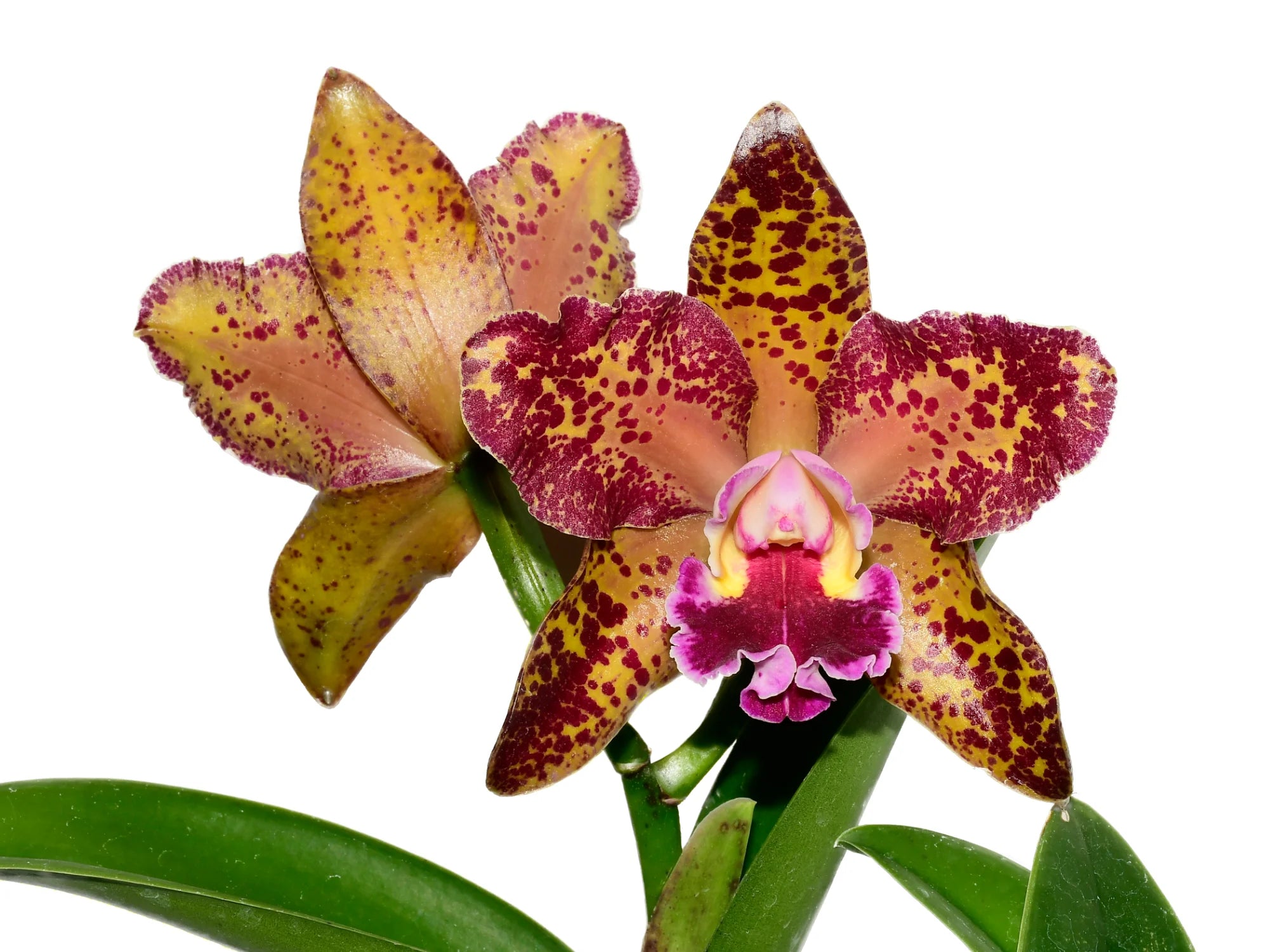 Rhyncholaeliocattleya Waianae Leopard Ching Hua M127 — Ecuagenera