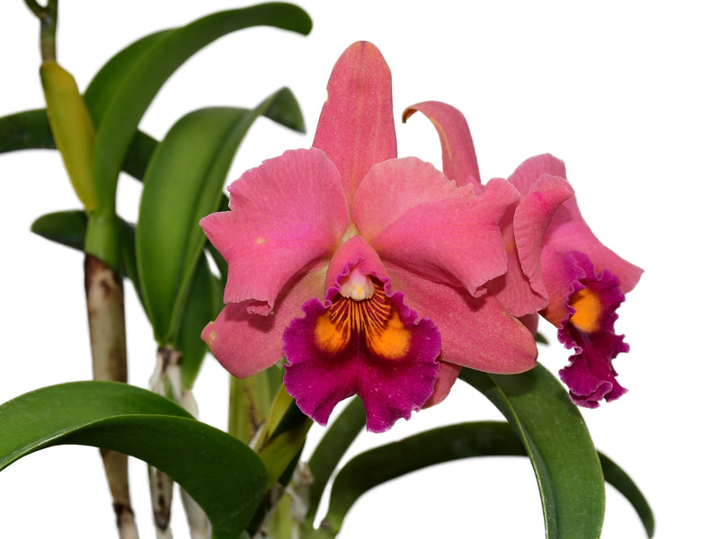 Rhyncholaeliocattleya Wayra
