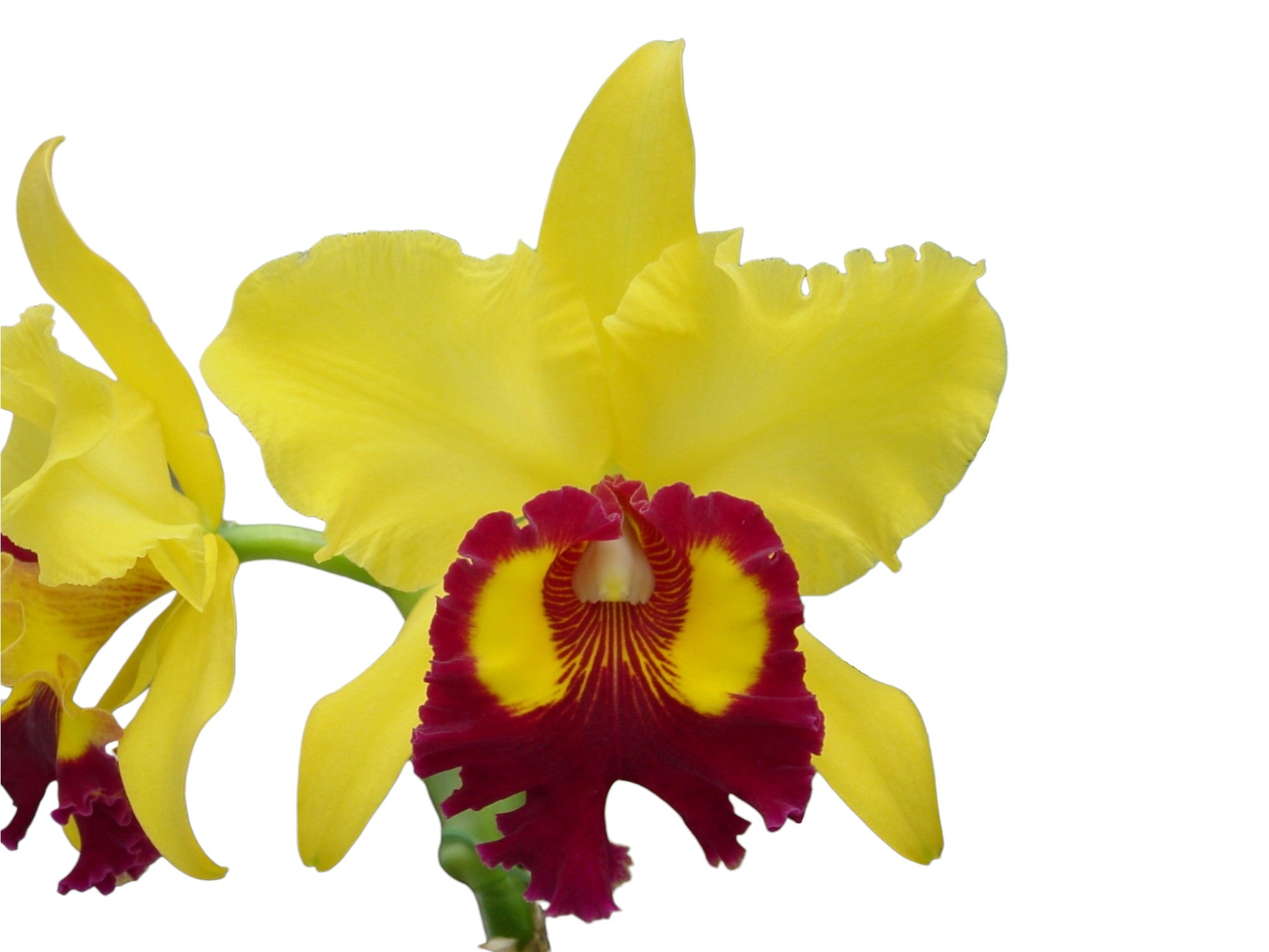 Rhyncholaeliocattleya Williette Wong 'the Best'