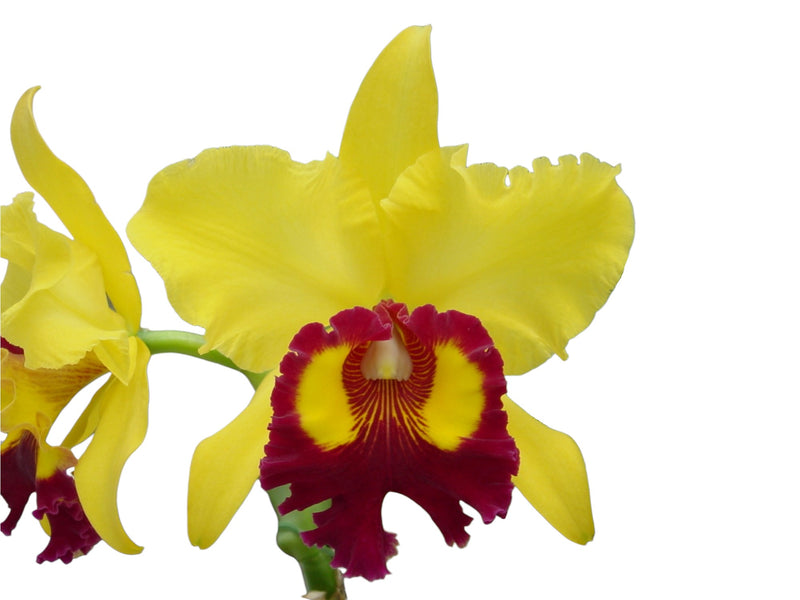 Rhyncholaeliocattleya Williette Wong 'the Best'