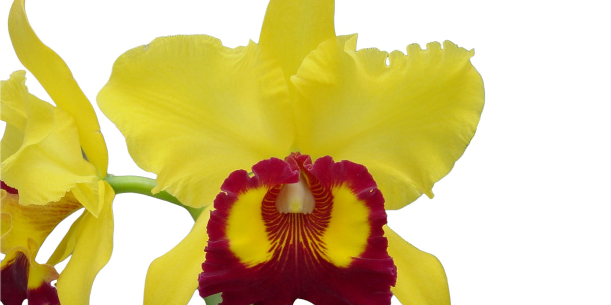Rhyncholaeliocattleya Williette Wong 'the Best' — Ecuagenera