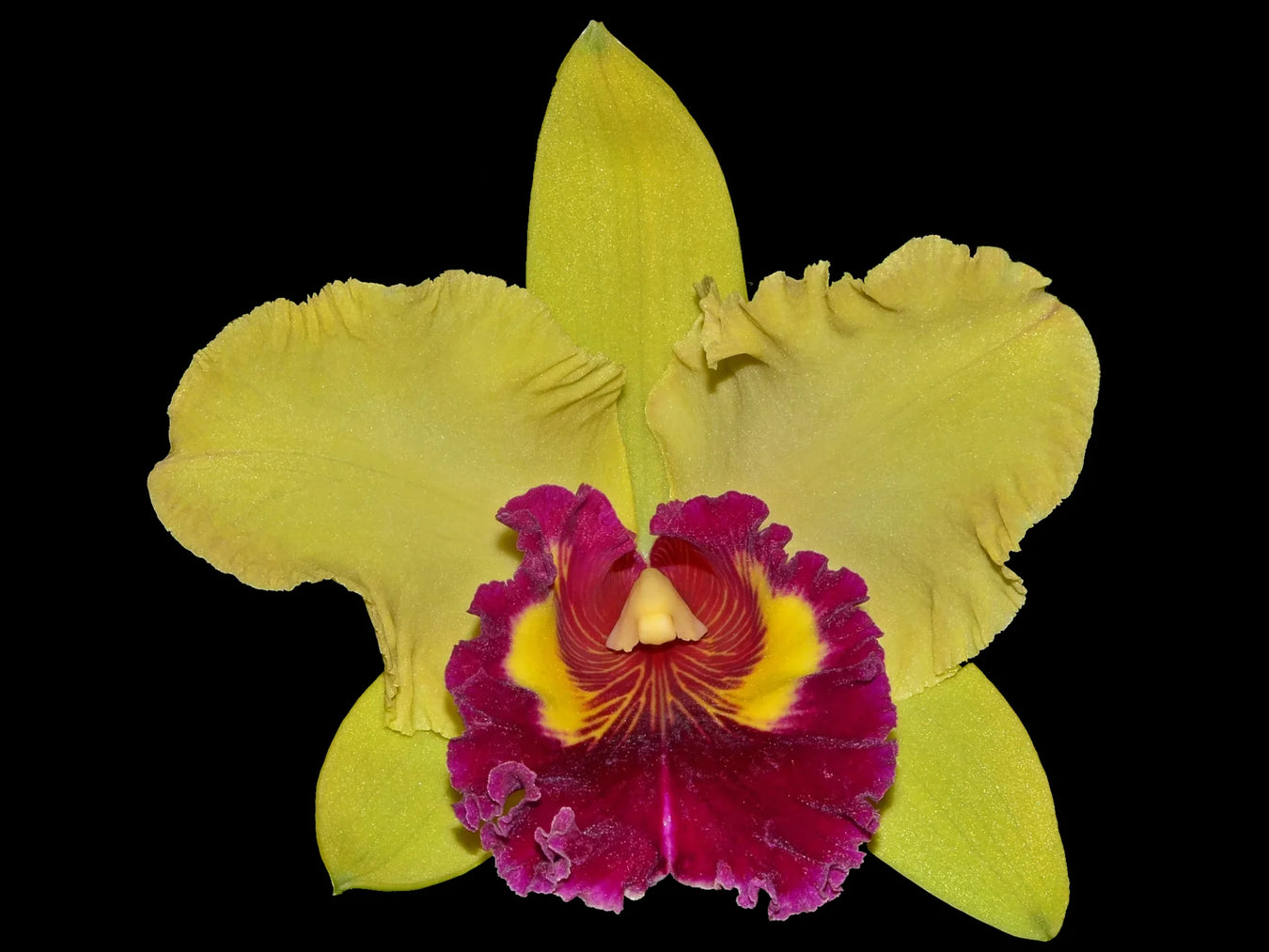 Rhyncholaeliocattleya