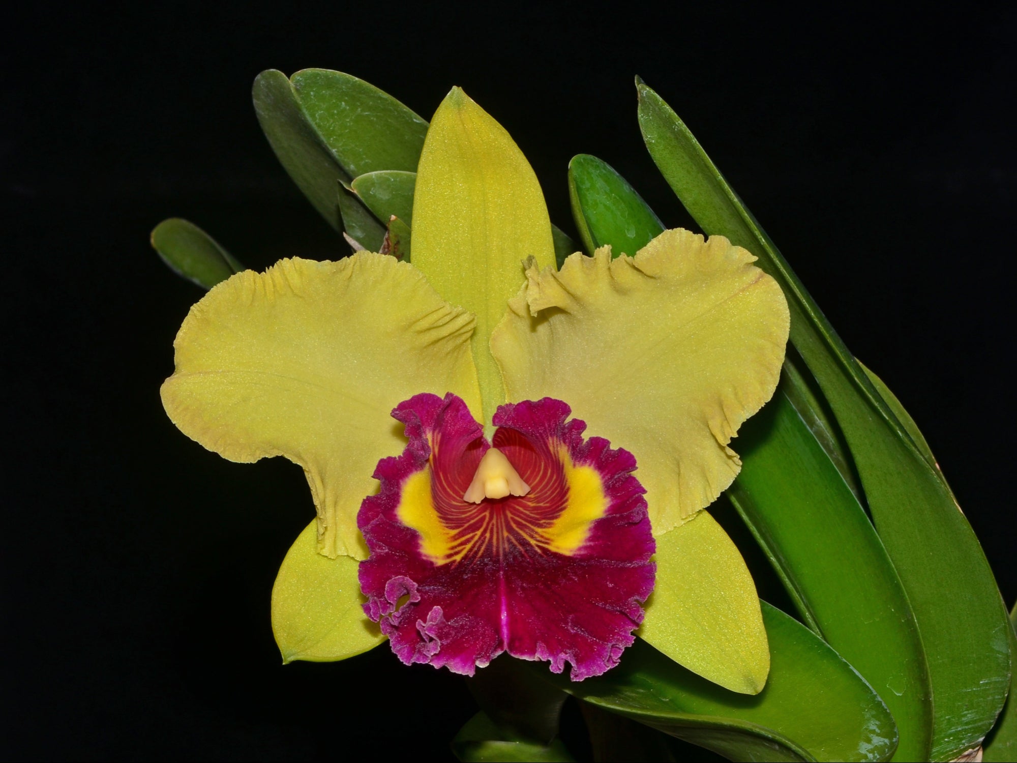 Rhyncholaeliocattleya Williette Wong 'the Best' — Ecuagenera