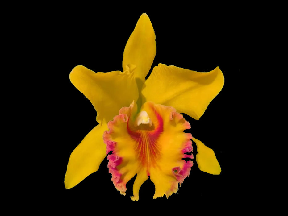 Rhyncholaeliocattleya Ximena Vintimilla